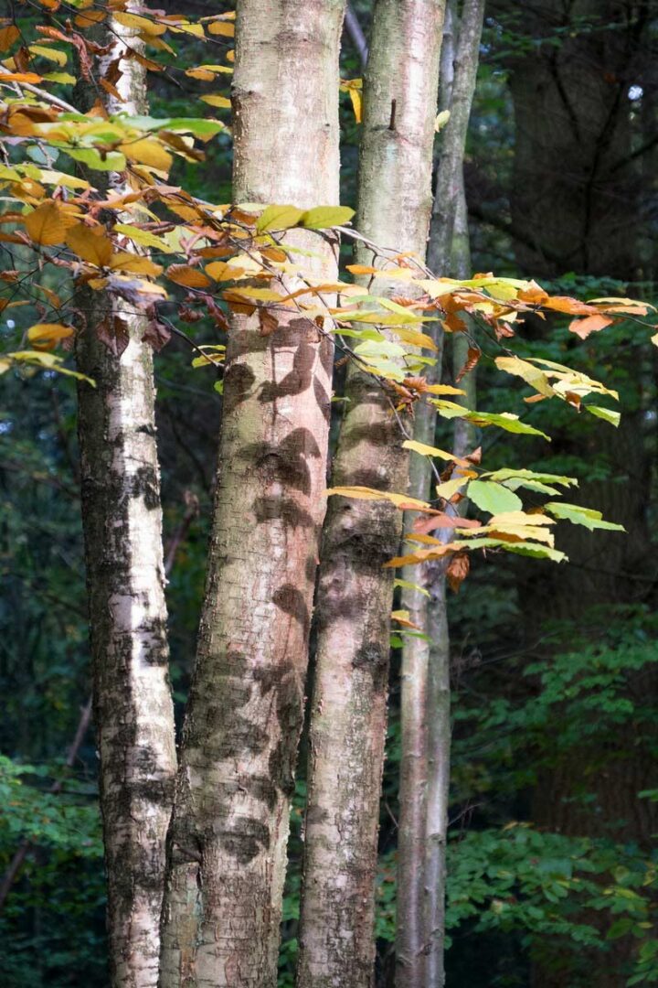 Common Wood | Penn and Tylers Green