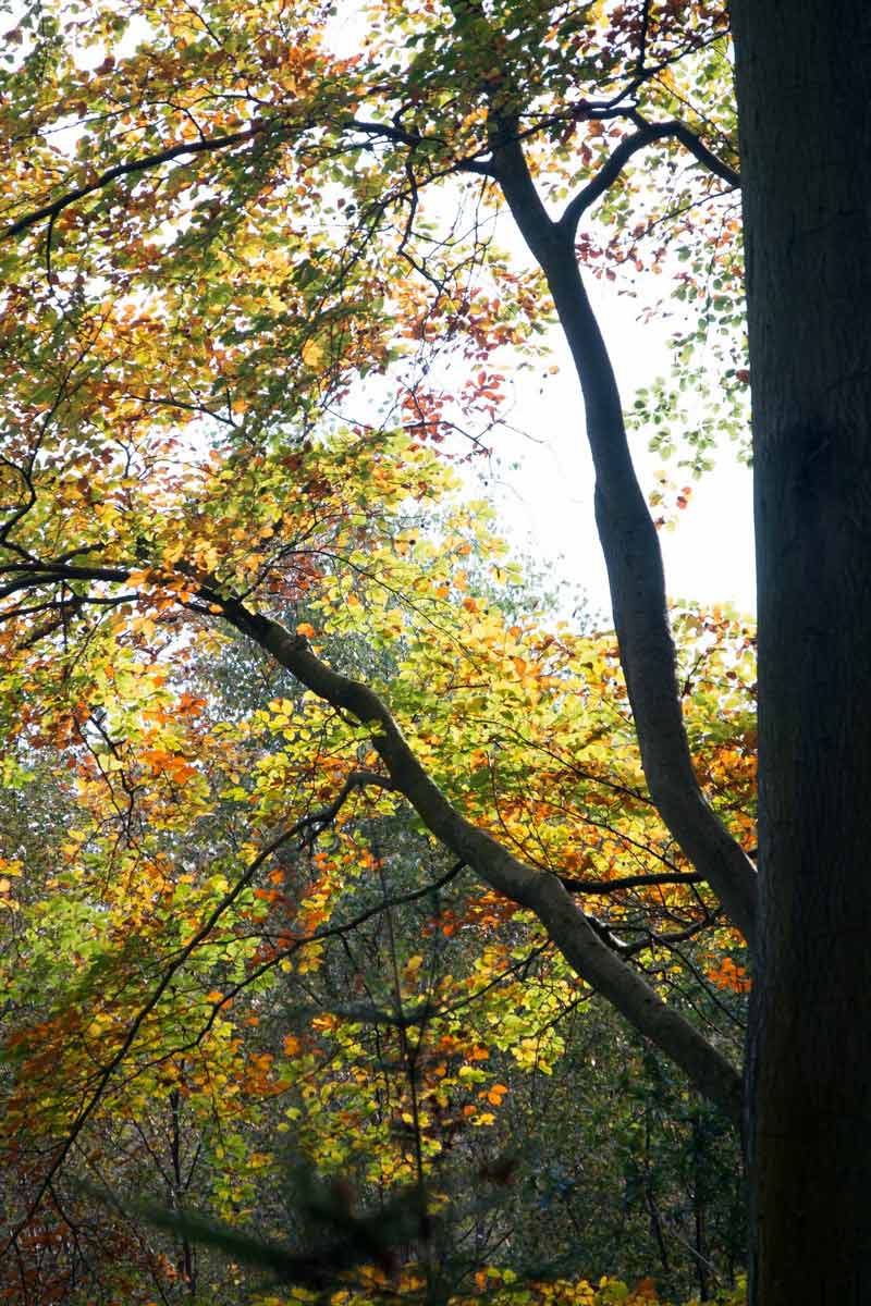 common-wood-4 | Penn and Tylers Green