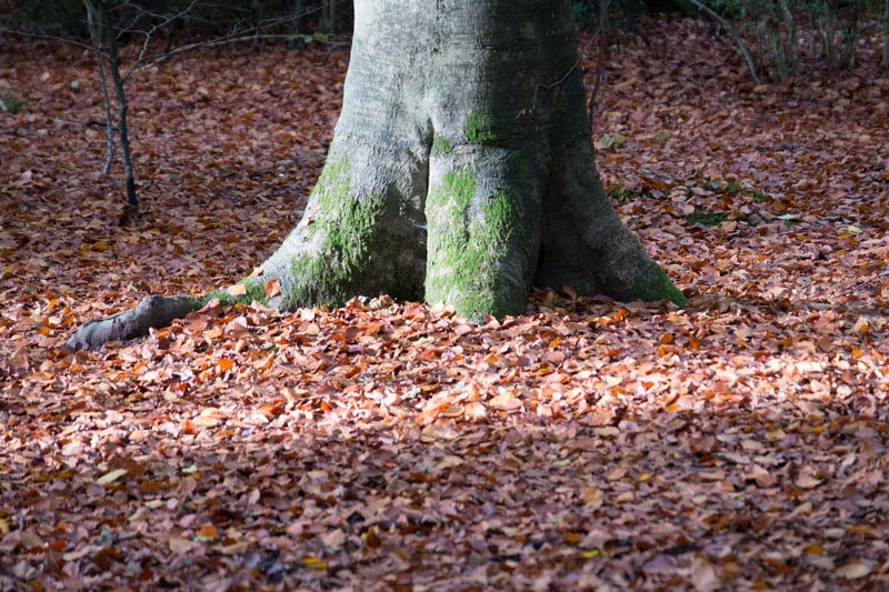 Common Wood Trunk | Penn and Tylers Green