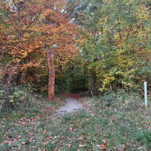 trees in common wood
