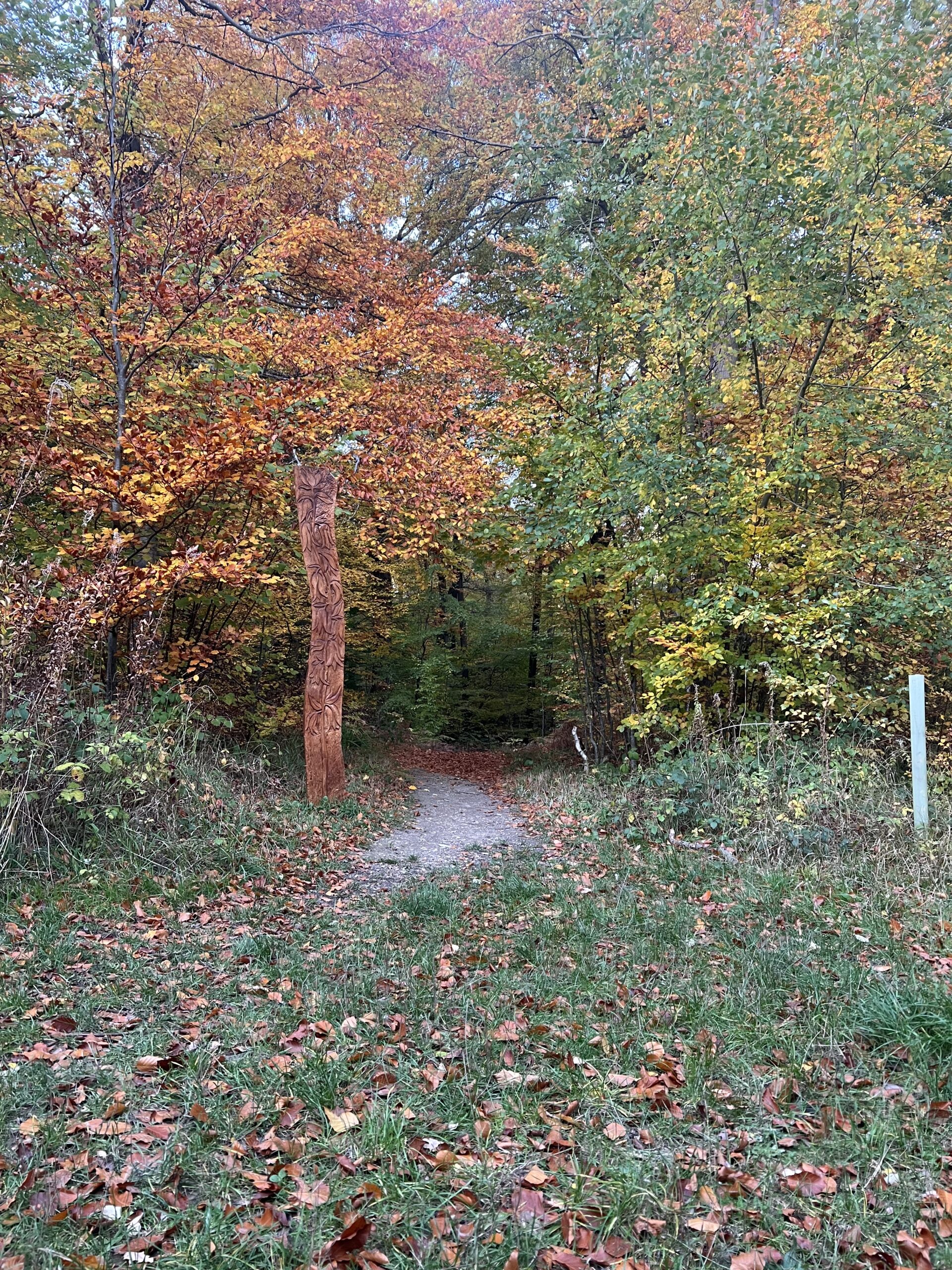 trees in common wood
