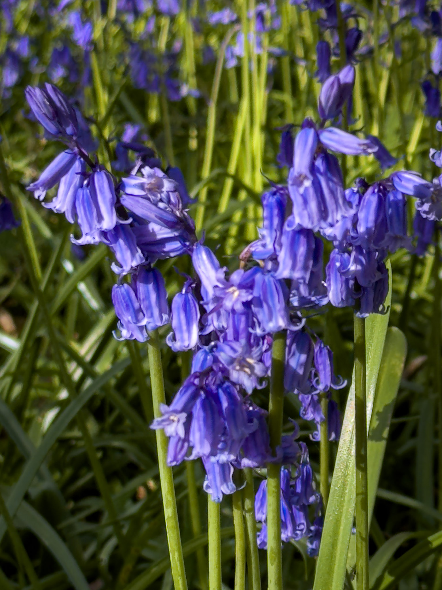 Bluebells in Common Wood