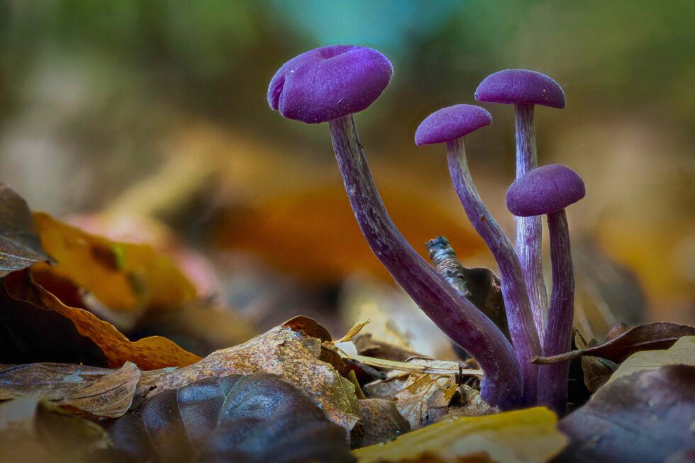 Common Wood – Management | Penn and Tylers Green